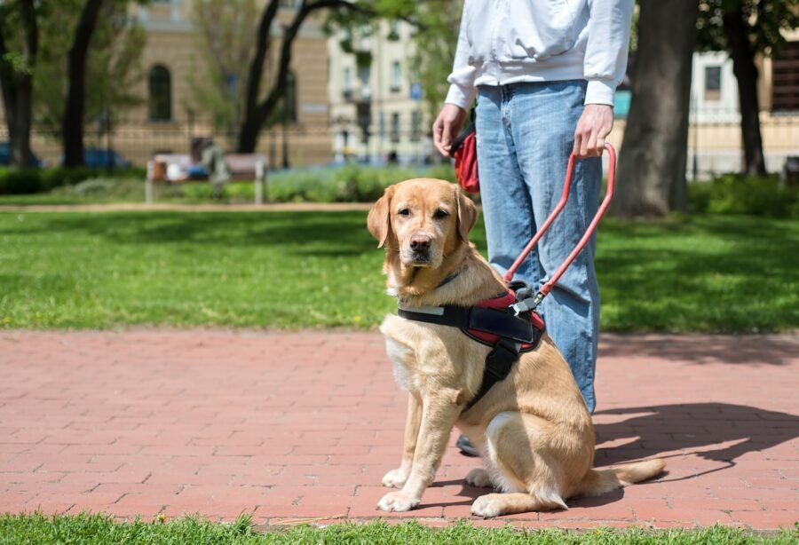 A service dog is helping a man in the city.